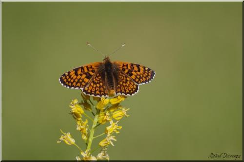 Melitaea cinxia